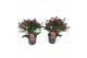 Skimmia japonica rubella 20+ Bloem 