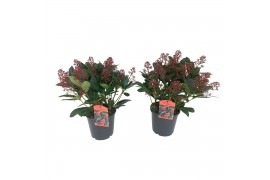 Skimmia japonica rubella 20+ Bloem