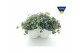 Sedum sieboldii Sedum sieboldii Triopot Amandel 3 pp 