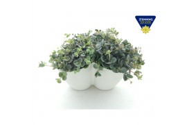 Sedum sieboldii Sedum sieboldii Triopot Amandel 3 pp