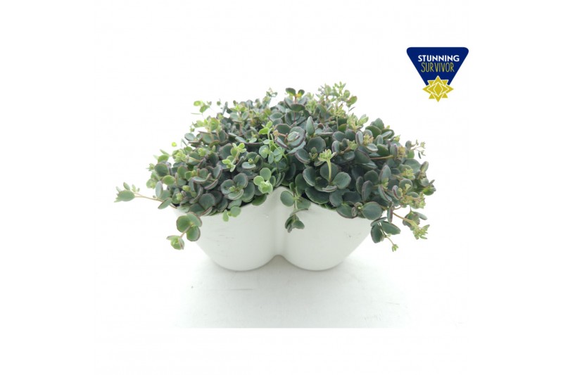 Sedum sieboldii Sedum sieboldii Triopot Amandel 3 pp 