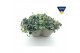 Sedum sieboldii Sedum sieboldii Triopot Amandel 3 pp 