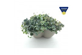 Sedum sieboldii Sedum sieboldii Triopot Taupe 3 pp