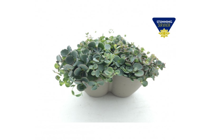 Sedum sieboldii Sedum sieboldii Triopot Taupe 3 pp 