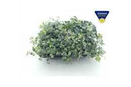 Sedum sieboldii mediovariegatum