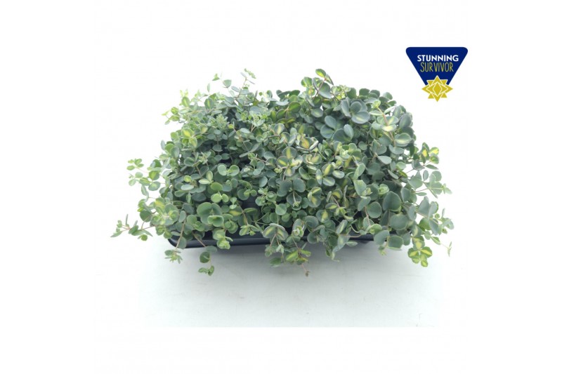 Sedum sieboldii mediovariegatum 