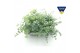 Sedum sieboldii mediovariegatum 