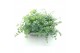 Sedum sieboldii mediovariegatum 