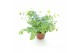 Sedum sieboldii mediovariegatum 