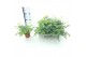 Sedum sieboldii mediovariegatum 