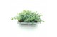 Sedum sieboldii mediovariegatum 
