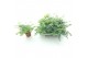 Sedum sieboldii mediovariegatum 