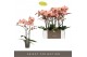 Phalaenopsis oranje 2 tak optistar suki 