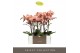 Phalaenopsis oranje 2 tak optistar suki 