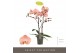 Phalaenopsis oranje 2 tak optistar suki 