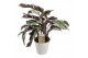 Calathea fusion white 