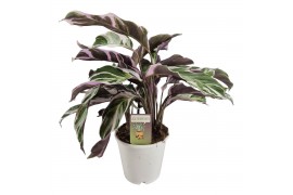Calathea fusion white
