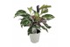 Calathea fusion white 