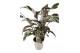 Calathea fusion white 