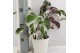 Calathea fusion white 