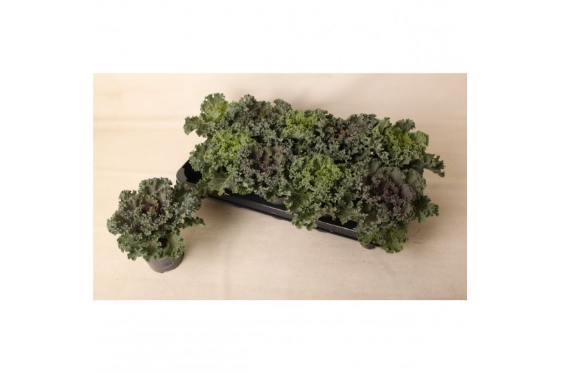 Brassica oleracea gekruld mix 
