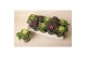Brassica oleracea gekruld mix 