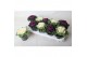 Brassica oleracea gekruld mix 