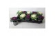 Brassica oleracea gekruld mix 