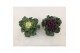Brassica oleracea gekruld mix 