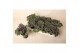 Brassica oleracea gekruld rood 