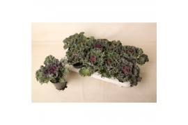 Brassica oleracea gekruld rood