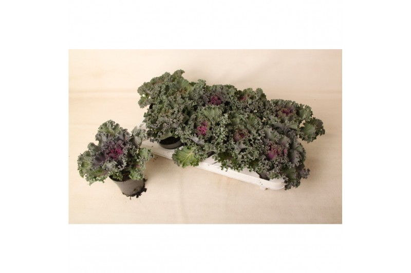 Brassica oleracea gekruld rood 