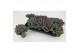 Brassica oleracea gekruld rood 