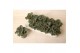 Brassica oleracea gekruld rood 