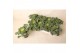 Brassica oleracea gekruld wit 