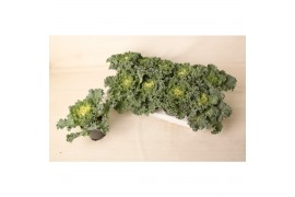 Brassica oleracea gekruld wit