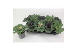 Brassica oleracea glad mix