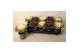 Brassica oleracea glad mix 