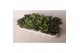 Brassica oleracea glad mix 
