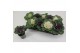 Brassica oleracea glad mix 