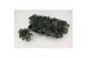 Brassica oleracea glad rood 