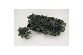 Brassica oleracea glad rood