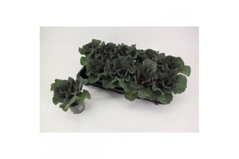 Brassica oleracea glad rood 