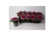 Brassica oleracea glad rood 