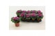 Brassica oleracea glad rood 