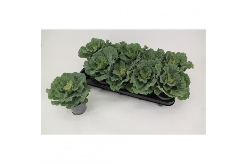 Brassica oleracea glad wit 