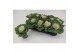 Brassica oleracea glad wit 