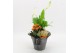 Arrangementen kamerplanten BHCR-2514 Autumn Fundamentals 2 pp 