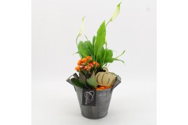 Arrangementen kamerplanten BHCR-2514 Autumn Fundamentals 2 pp