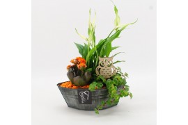 Arrangementen kamerplanten BHCR-2515 Autumn Fundamentals 3 pp